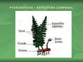 PTERIDÓFITAS – ESTRUTURA CORPORAL 