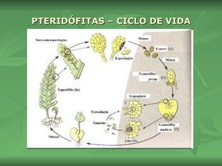 PTERIDÓFITAS – CICLO DE VIDA 