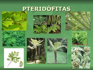 PTERIDÓFITAS 