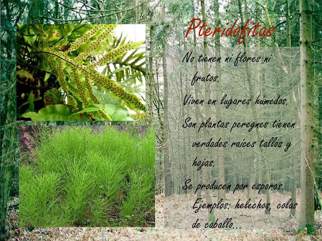 Briofitas Pteridofitas Y Gimnospermas