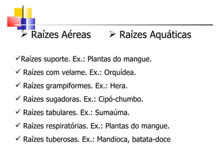  Raízes Aéreas             Raízes Aquáticas

Raízes suporte. Ex.: Plantas do mangue.
 Raízes com velame. Ex.: Orquídea.
 Raízes grampiformes. Ex.: Hera.
 Raízes sugadoras. Ex.: Cipó-chumbo.
 Raízes tabulares. Ex.: Sumaúma.
 Raízes respiratórias. Ex.: Plantas do mangue.
 Raízes tuberosas. Ex.: Mandioca, batata-doce
 