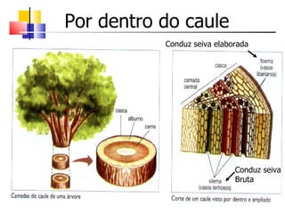 Por dentro do caule
           Conduz seiva elaborada




                             Conduz seiva
                             Bruta
 
