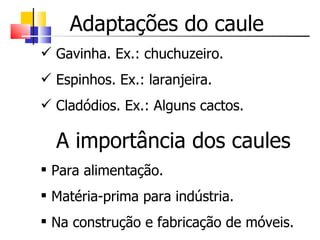 Adaptações do caule
 Gavinha. Ex.: chuchuzeiro.
 Espinhos. Ex.: laranjeira.
 Cladódios. Ex.: Alguns cactos.

  A importância dos caules
 Para alimentação.
 Matéria-prima para indústria.
 Na construção e fabricação de móveis.
 