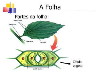 A Folha
Partes da folha:




                     Célula
                     vegetal
 