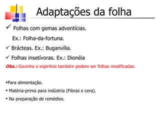 Adaptações da folha
   Folhas com gemas adventícias.
    Ex.: Folha-da-fortuna.
 Brácteas. Ex.: Buganvília.
 Folhas insetívoras. Ex.: Dionéia
Obs.: Gavinha e espinhos também podem ser folhas modificadas.


Para alimentação.
 Matéria-prima para indústria (Fibras e cera).
 Na preparação de remédios.
 