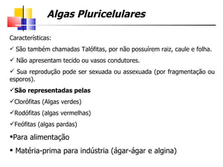 Algas Pluricelulares

Características:
 São também chamadas Talófitas, por não possuírem raiz, caule e folha.

 Não apresentam tecido ou vasos condutores.
 Sua reprodução pode ser sexuada ou assexuada (por fragmentação ou
esporos).
São representadas pelas
Clorófitas (Algas verdes)
Rodófitas (algas vermelhas)
Feófitas (algas pardas)

Para alimentação
 Matéria-prima para indústria (ágar-ágar e algina)
 