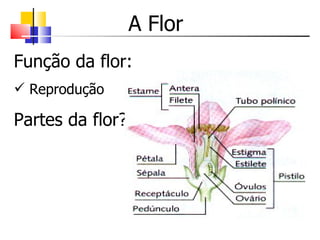 A Flor
Função da flor:
 Reprodução

Partes da flor?
 