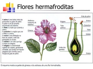 Flores hermafroditas
 