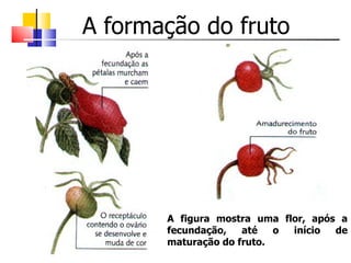 A formação do fruto




       A figura mostra uma flor, após a
       fecundação,   até   o início  de
       maturação do fruto.
 
