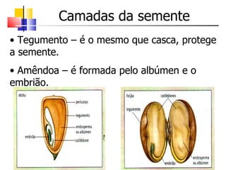 Camadas da semente
• Tegumento – é o mesmo que casca, protege
a semente.
• Amêndoa – é formada pelo albúmen e o
embrião.
 