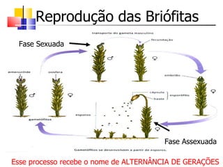 Reprodução das Briófitas
 Fase Sexuada




                                       Fase Assexuada

Esse processo recebe o nome de ALTERNÂNCIA DE GERAÇÕES
 