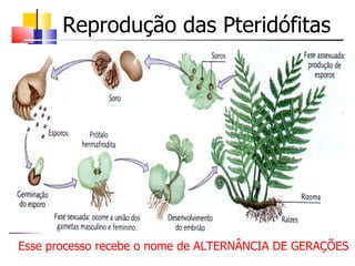 Reprodução das Pteridófitas




Esse processo recebe o nome de ALTERNÂNCIA DE GERAÇÕES
 