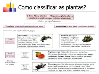 Como classificar as plantas?
 