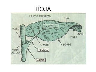 HOJA
 