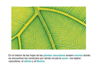 En el interior de las hojas de las plantas vasculares existen nervios donde
se encuentran los conductos por donde circula la savia - los tejidos
vasculares, el xilema y el floema.
 