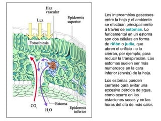 Los intercambios gaseosos
entre la hoja y el ambiente
se efectúan principalmente
a través de estomas. Lo
fundamental en un estoma
son dos células en forma
de riñón o judía, que
abren el orificio - o lo
cierran, por ejemplo, para
reducir la transpiración. Los
estomas suelen ser más
numerosos en la cara
inferior (envés) de la hoja.
Los estomas pueden
cerrarse para evitar una
excesiva pérdida de agua,
como ocurre en las
estaciones secas y en las
horas del día de más calor.
 