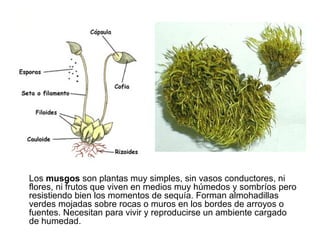 Los musgos son plantas muy simples, sin vasos conductores, ni
flores, ni frutos que viven en medios muy húmedos y sombríos pero
resistiendo bien los momentos de sequía. Forman almohadillas
verdes mojadas sobre rocas o muros en los bordes de arroyos o
fuentes. Necesitan para vivir y reproducirse un ambiente cargado
de humedad.
 