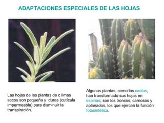 ADAPTACIONES ESPECIALES DE LAS HOJAS




                                      Algunas plantas, como los cactus,
Las hojas de las plantas de c limas   han transformado sus hojas en
secos son pequeña y duras (cutícula   espinas; son los troncos, carnosos y
impermeable) para disminuir la        aplanados, los que ejercen la función
transpiración.                        fotosintética.
 