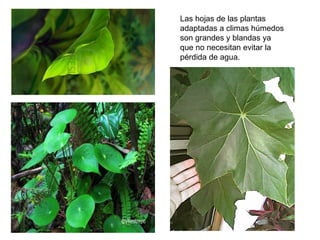Las hojas de las plantas
adaptadas a climas húmedos
son grandes y blandas ya
que no necesitan evitar la
pérdida de agua.
 