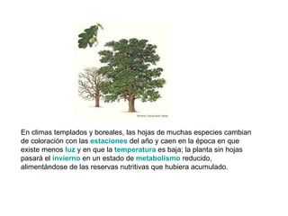 En climas templados y boreales, las hojas de muchas especies cambian
de coloración con las estaciones del año y caen en la época en que
existe menos luz y en que la temperatura es baja; la planta sin hojas
pasará el invierno en un estado de metabolismo reducido,
alimentándose de las reservas nutritivas que hubiera acumulado.
 
