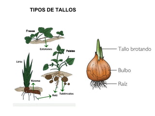 TIPOS DE TALLOS
 
