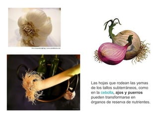 Las hojas que rodean las yemas
de los tallos subterráneos, como
en la cebolla, ajos y puerros
pueden transformarse en
órganos de reserva de nutrientes.
 