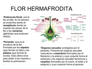 FLOR HERMAFRODITA
•Pedúnculo floral: une la
flor al tallo. En el extremo
se ensancha dando el
receptáculo donde se
insertan las piezas de la
flor y los nectarios
(glándulas que producen
néctar).

•Periantio: que es la
envoltura de la flor.
Formado por los sépalos        •Órganos sexuales: protegidos por el
(que forman el cáliz) y los    periantio. Presenta los órganos sexuales
pétalos (que forman la         masculinos o estambres (formados por el
corola). Esta última sirve     filamento y la antera) y cuyo conjunto forma el
para atraer a los insectos y   androceo y los órganos sexuales femeninos o
facilitar la polinización.     carpelos (formados por el ovario, el estilo y el
.                              estigma) y cuyo conjunto forma el gineceo
 