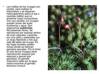 •   Las hojillas de los musgos son
    verdes, para realizar la
    fotosíntesis y se disponen
    helicoidalmente sobre el eje o
    cauloide (tallito) que no
    presenta vasos conductores.
    Con sus raicillas, los musgos
    pueden tomar del suelo
    sustancias y agua. Son
    organismos autótrofos.
    No presentan flores. Se
    reproducen por esporas dentro
    de unas cápsulas, cubiertas
    por una cofia y sostenidas por
    un largo filamento o hilo que
    sale del tallito del musgo. En
    las hojas también existen
    zonas donde se fabrican
    gametos sexuales. Por lo tanto
    el ciclo de los musgos tiene
    reproducción asexual (por
    esporas) y sexual (por
    gametos). El gameto
    masculino nada por el agua
    hasta encontrar al gameto
    femenino inmovil.
 