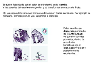 El ovulo fecundado con el polen se transforma en la semilla
Y las paredes del ovario se engordan y se transforman en capas del fruto.

Si las capas del ovario son tiernas se denominan frutos carnosos. Por ejemplo la
manzana, el melocotón, la uva, la naranja o el melón.




                                                        Estas semillas se
                                                        dispersan por medio
                                                        de los ANIMALES,
                                                        ya que son comidas
                                                        por estos, dentro de
                                                        unos frutos
                                                        llamativos por el
                                                        olor, sabor y color y
                                                        posteriormente
                                                        expulsadas.
 