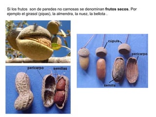 Si los frutos son de paredes no carnosas se denominan frutos secos. Por
ejemplo el girasol (pipas), la almendra, la nuez, la bellota .
 
