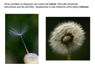 Otras semillas se dispersan por medio del viento. Para ello presentan
estructuras que les permiten desplazarse a más distancia como pelos (vilanos)
 
