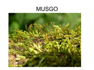 MUSGO
 