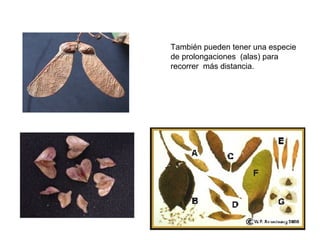 También pueden tener una especie
de prolongaciones (alas) para
recorrer más distancia.
 