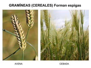 GRAMÍNEAS (CEREALES) Forman espigas




  AVENA                 CEBADA
 