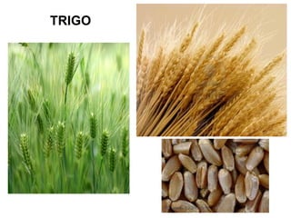 TRIGO
 