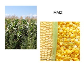 MAIZ
 