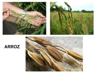 ARROZ
 