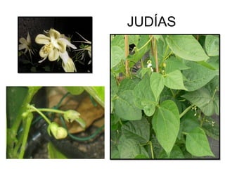 JUDÍAS
 