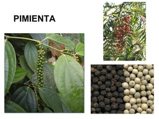PIMIENTA
 