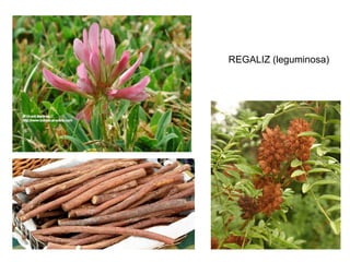 REGALIZ (leguminosa)
 