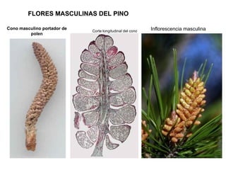 FLORES MASCULINAS DEL PINO

Cono masculino portador de                                 Inflorescencia masculina
                             Corte longitudinal del cono
         polen
 