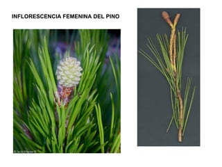 INFLORESCENCIA FEMENINA DEL PINO
 