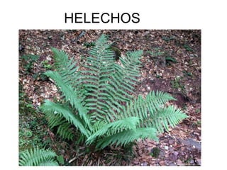 HELECHOS
 