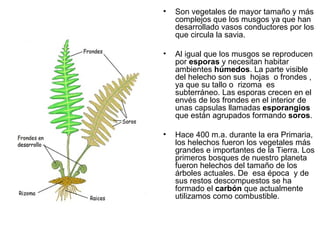 •   Son vegetales de mayor tamaño y más
    complejos que los musgos ya que han
    desarrollado vasos conductores por los
    que circula la savia.

•   Al igual que los musgos se reproducen
    por esporas y necesitan habitar
    ambientes húmedos. La parte visible
    del helecho son sus hojas o frondes ,
    ya que su tallo o rizoma es
    subterráneo. Las esporas crecen en el
    envés de los frondes en el interior de
    unas capsulas llamadas esporangios
    que están agrupados formando soros.

•   Hace 400 m.a. durante la era Primaria,
    los helechos fueron los vegetales más
    grandes e importantes de la Tierra. Los
    primeros bosques de nuestro planeta
    fueron helechos del tamaño de los
    árboles actuales. De esa época y de
    sus restos descompuestos se ha
    formado el carbón que actualmente
    utilizamos como combustible.
 