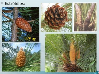   Estróbilos:
 