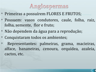    Primeiras a possuírem FLORES E FRUTOS;
   Possuem: vasos condutores, caule, folha, raiz,
    folha, semente, flor e fruto;
   Não dependem da água para a reprodução;
   Conquistaram todos os ambientes;
     Representantes: palmeiras, grama, macieiras,
    alface, bananeiras, cenoura, orquídea, azaleia,
    cactos, etc.
 