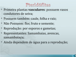    Primeira plantas vasculares: possuem vasos
    condutores de seiva;
   Possuem também: caule, folha e raiz;
   Não Possuem: flor, fruto e semente;
   Reprodução: por esporos e gametas;
   Representantes: Samambaias, avencas,
    samambaiaçu;
   Ainda dependem de água para a reprodução;
 