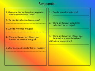 Responde:
1. ¿Cómo se llaman las primeras plantas                               1. ¿Dónde viven los helechos?
      que existieron en la Tierra?                                    • .............................................................
 .................................................................        .............................................................
2-¿De qué tamaño son los musgos?
...................................................................   2. ¿Cómo se llama el tallo de los
                                                                            helechos? ¿Y las hojas?
3-¿Dónde viven los musgos?                                            ...................................................................
...................................................................         ..........................................................

4-¿Cómo se llaman las células que                                     3. ¿Cómo se llaman las células que
      forman los nuevos musgos?                                             forman los nuevos helechos?
...................................................................   ¿Dónde se encuentran?
                                                                      ...................................................................
                                                                            .............................................................
5 -¿Por qué son importantes los musgos?
...................................................................
 