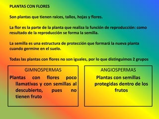 PLANTAS CON FLORES

Son plantas que tienen raíces, tallos, hojas y flores.

La flor es la parte de la planta que realiza la función de reproducción: como
resultado de la reproducción se forma la semilla.

La semilla es una estructura de protección que formará la nueva planta
cuando germine en el suelo.

Todas las plantas con flores no son iguales, por lo que distinguimos 2 grupos

       GIMNOSPERMAS                                 ANGIOSPERMAS
Plantas con flores poco                           Plantas con semillas
   llamativas y con semillas al                  protegidas dentro de los
   descubierto,    pues     no                             frutos
   tienen fruto
 