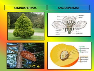 GIMNOSPERMAS   ANGIOSPERMAS
 